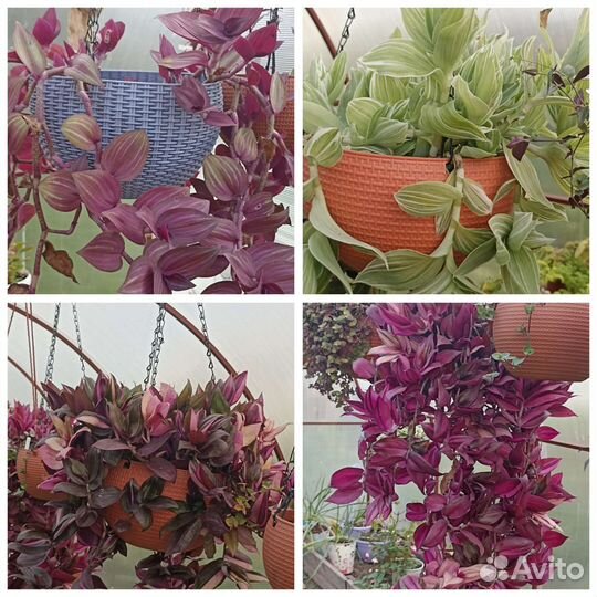 Растения для дома и улицы