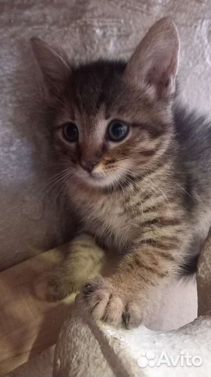 Кошка в дар бесплатно