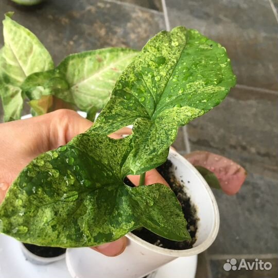 Сингониумы набором