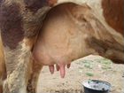 Корова дойная тельная объявление продам