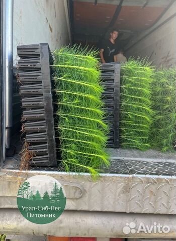 Зкс и окс Сосна Ель Лиственница сеянцы Голуб горн