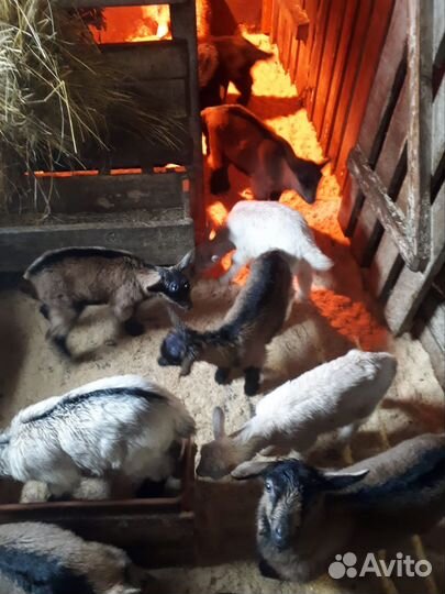 Козлята Чехи