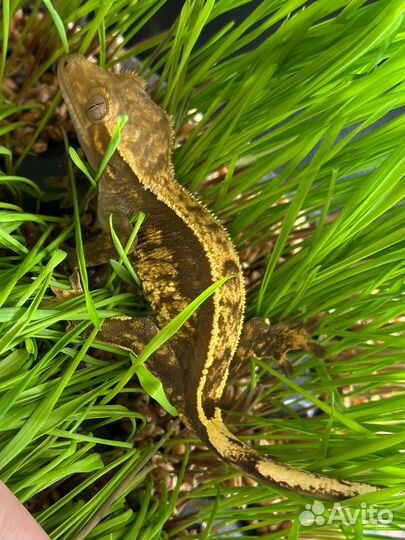 Бананоеды Гекконы