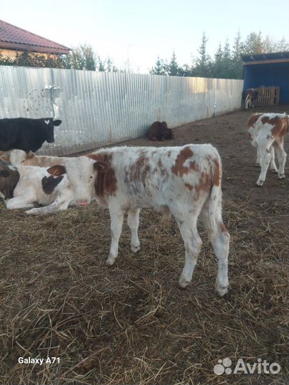 Бычки сементалы