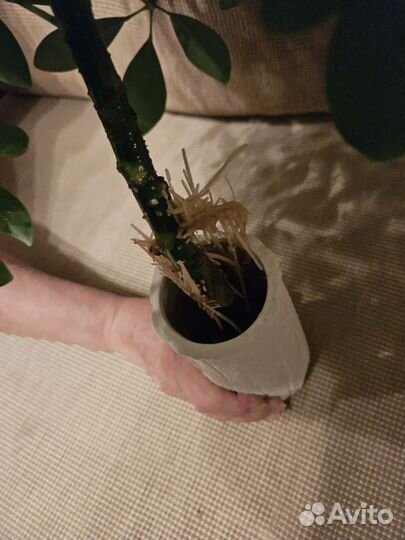 Шеффлера, высота 50 см