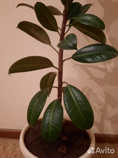 Фикус Мелани,Циперус (папирус)