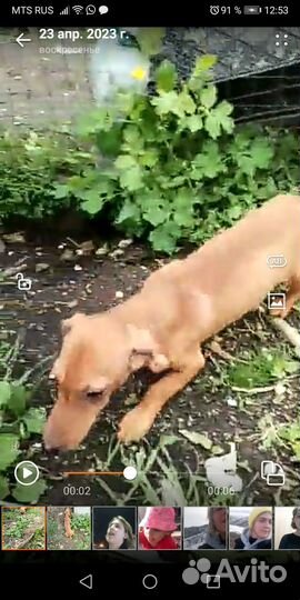 Щенки бесплатно