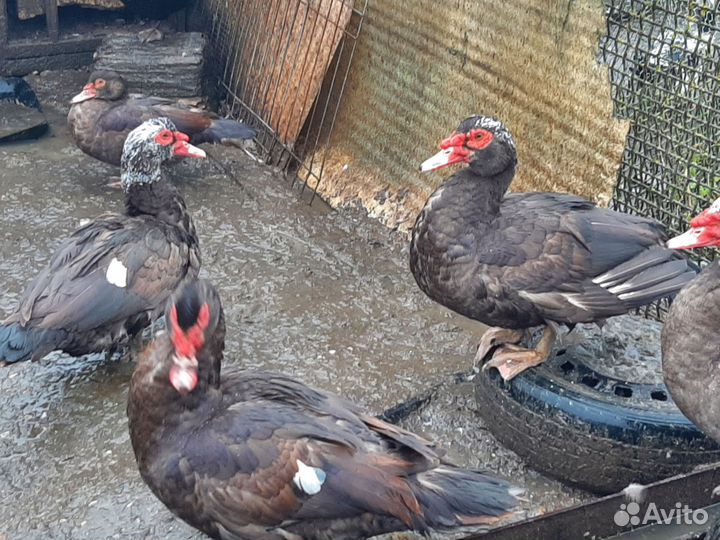 Мускусные утки тяжелые линии