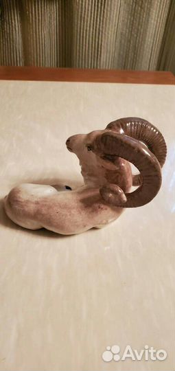 Архар фарфоровый (горный-козёл)