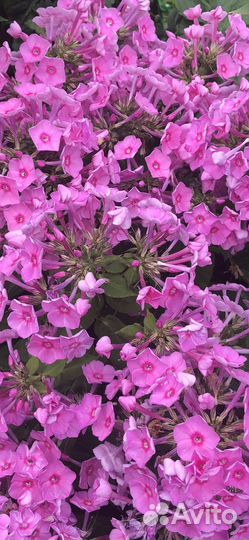 Флоксы многолетние