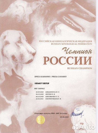 Преса Канарио (Канарский дог) Вязка