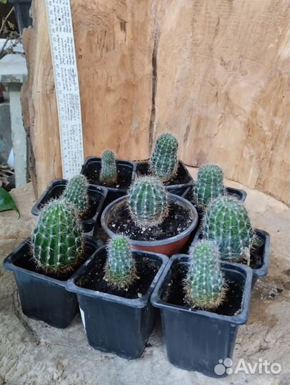 Кактус эхинопсис комнатные цветы