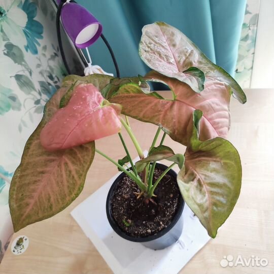 Комнатные цветы фикус тинеке, монстера манки