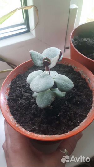 Толстянка. Денежное дерево