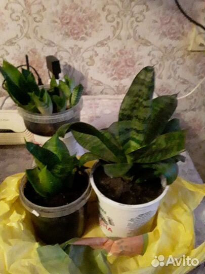 Сансевиерия