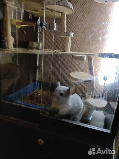 Шиншила с клеткой