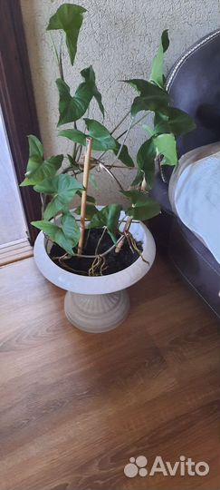 Комнатные цветы