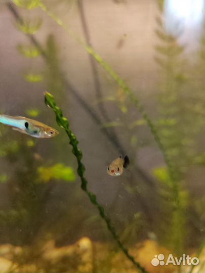 Рыбы гуппи. Голубой цвет