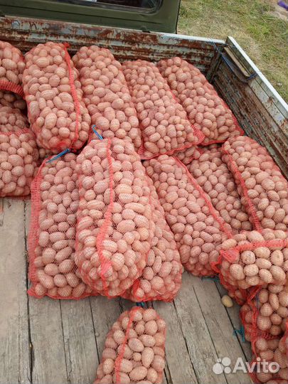 Продам картофель