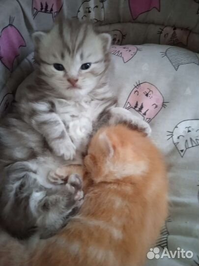 Отдам котят