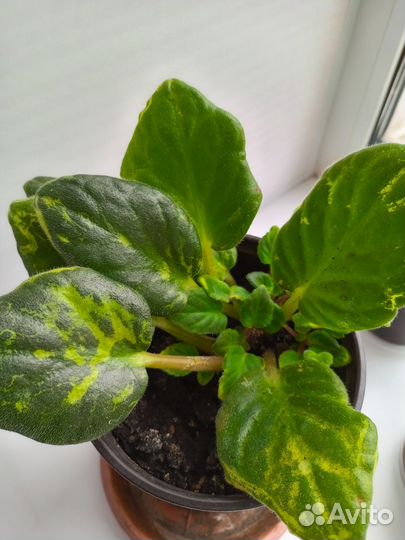 Фиалка, фиолетовая