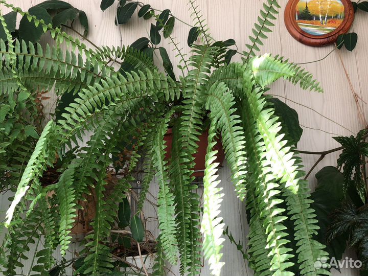 Комнатные растения