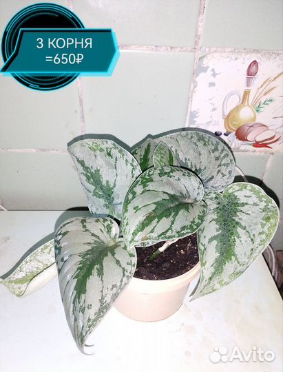 Сциндапсус