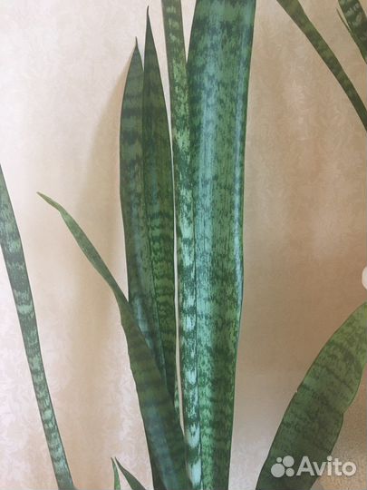 Сансевиерия