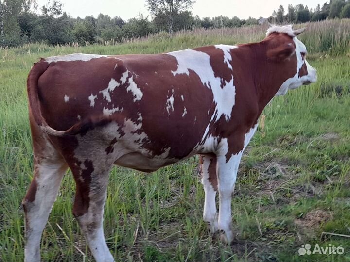 Корова стельная