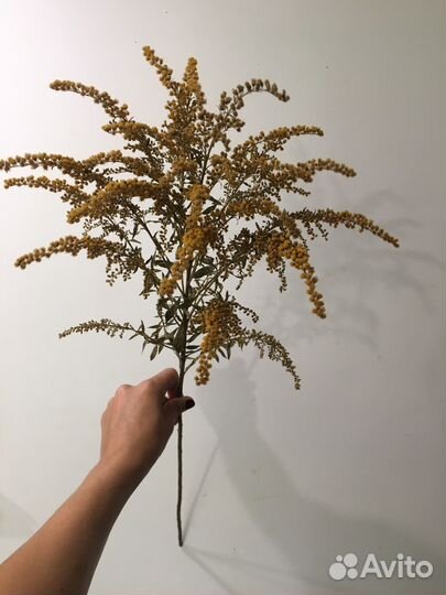 Стабилизированные растения