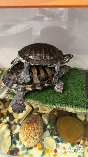 Красноухая черепаха бесплатно с аквариумом