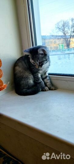 Котята в дар бесплатно