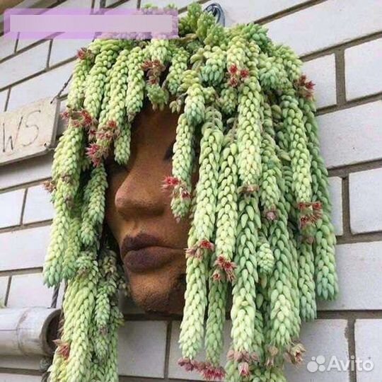 Sedum Morganianum