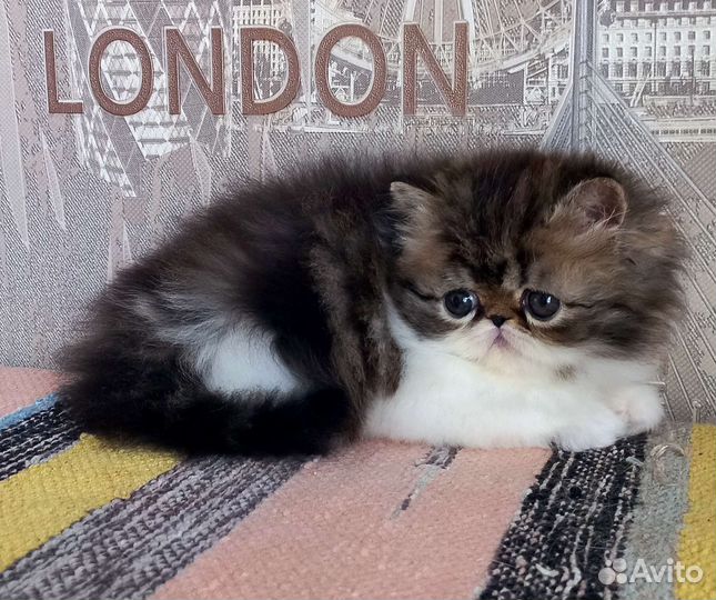 Экзоты и персы