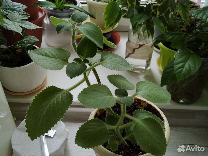 Комнатная мята, декоративная