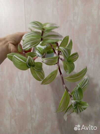 Набор цветов 1