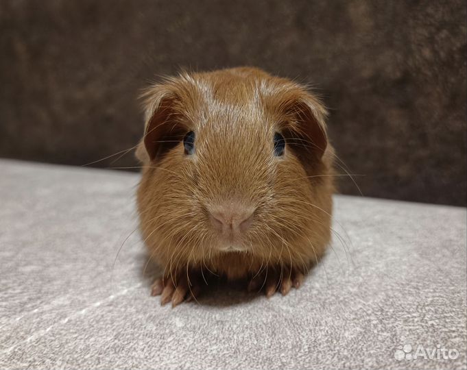 Морская свинка английский селф