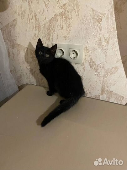 Котенок ищет дом