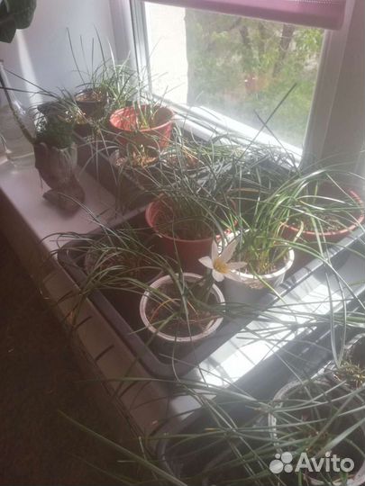 Домашний нарцисс