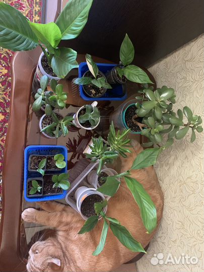 Комнатные растения