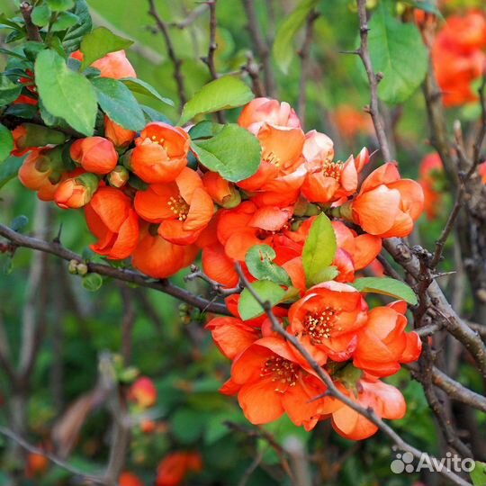 Хеномелес (японская айва)