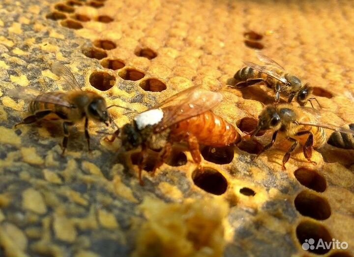 Матки пчелиные