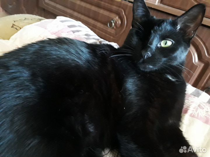 Отдам, бесплатно, особенную кошечку