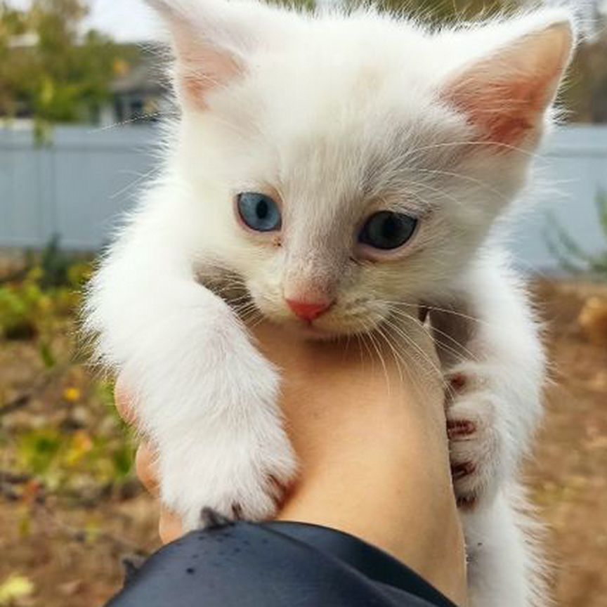 Котики бесплатно в добрые руки