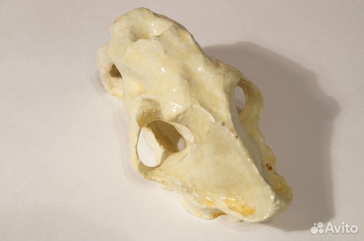 Череп саблезубого тигра, пластик