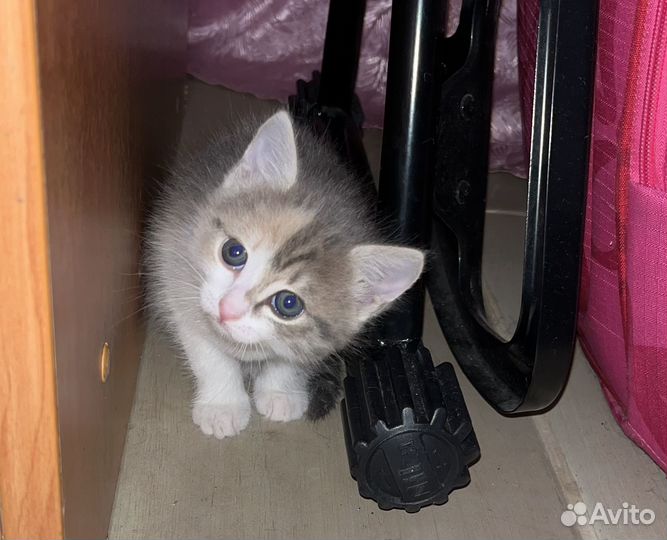 Котята в добрые руки бесплатно