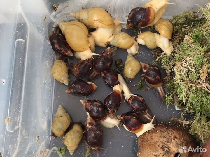 Улитки ахатины за любую белую шоколадку