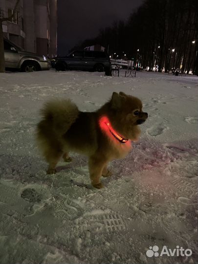 Ошейник светодиодный собачий