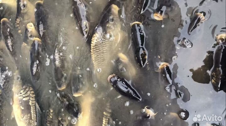 Карп живой оптом