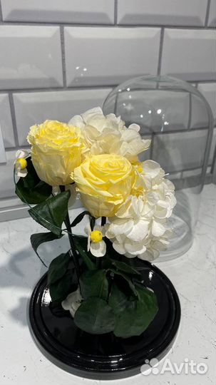 Живая роза в Колбе